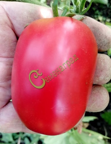 Семена томатов Сливка розовая - 20 семян Семенаград
