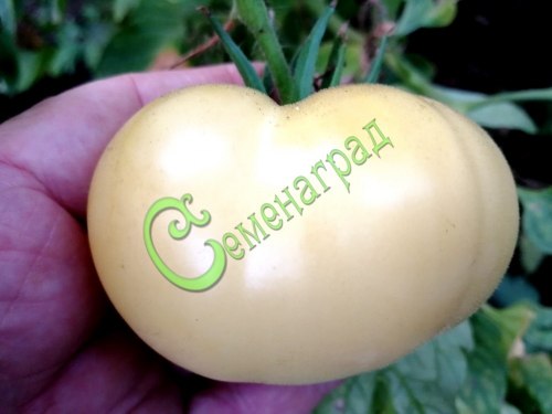 Семена томатов Снежный ком - 20 семян