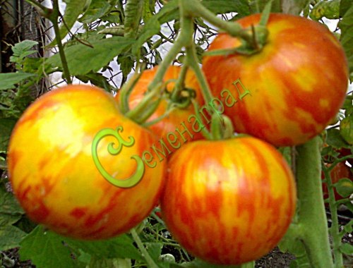 Семена томатов Тигровые - 20 семян