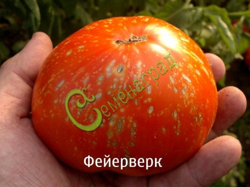 Семена томатов Фейерверк - 20 семян Семенаград