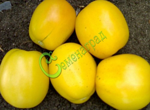 Семена томатов Фея - 20 семян Семенаград