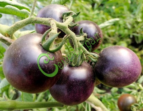 Семена томатов Фиолетовый шар - 20 семян
