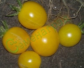 Семена томатов Желтая вишня (20 семян)