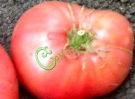Семена томатов Чудо рынка - 20 семян Семенаград