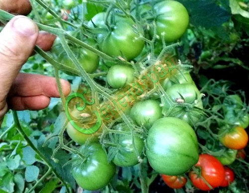 Семена томатов Юбилейный Тарасенко - 20 семян