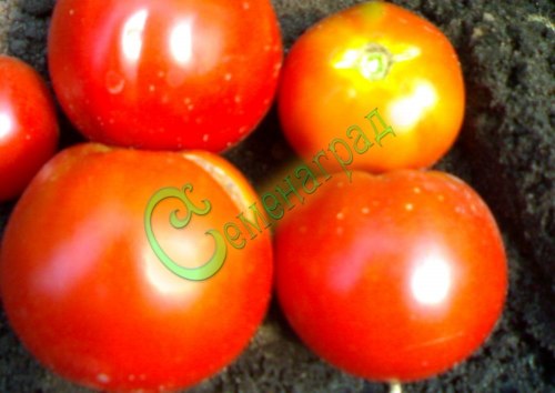 Семена томатов Юрмала - 20 семян Семенаград