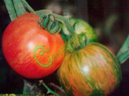 Семена почтой томат Яблочный окрас - 20 семян