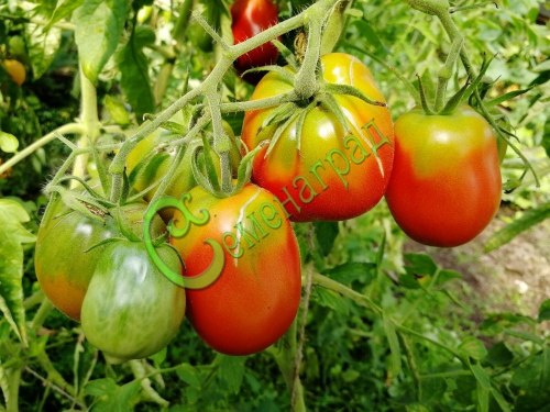 Семена томатов Японское дерево - 20 семян Семенаград