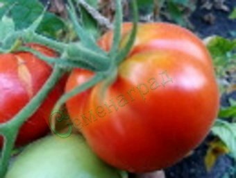 Семена томатов Китайский комнатный (20 семян)