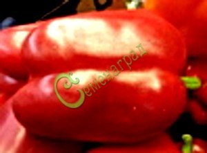 Семена сладкого перца Красный телец - 10 семян