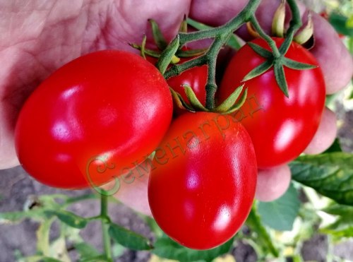 Семена томатов Молдавский засолочный (20 семян) Семенаград