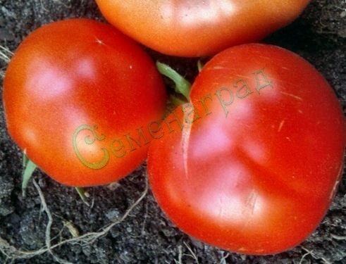 Семена томатов Молдавский ранний (20 семян) Семенаград