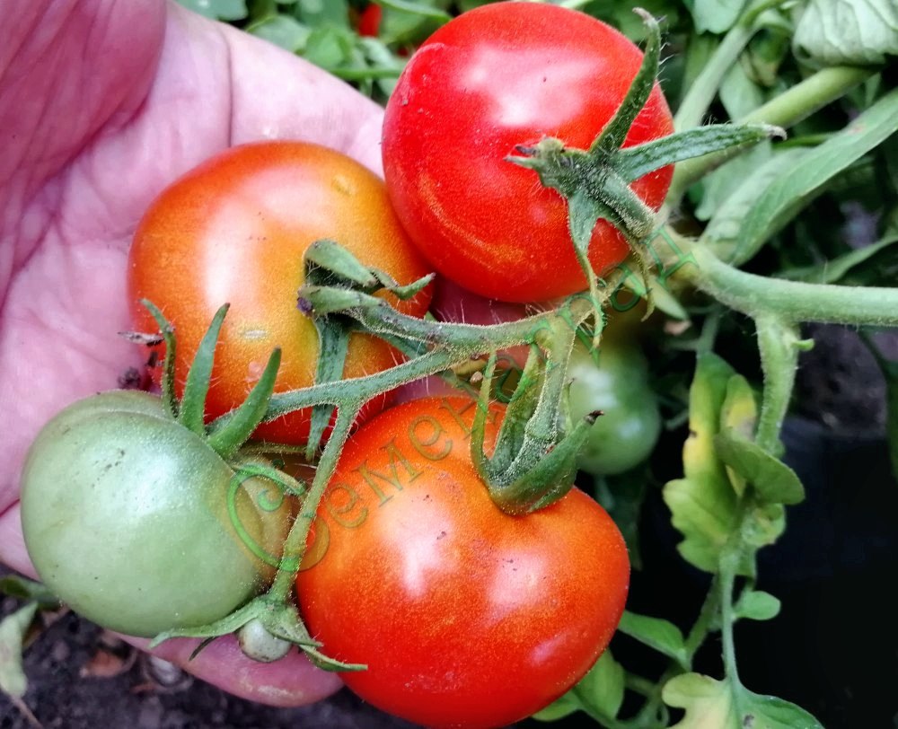 Семена томатов Пендулина Ред