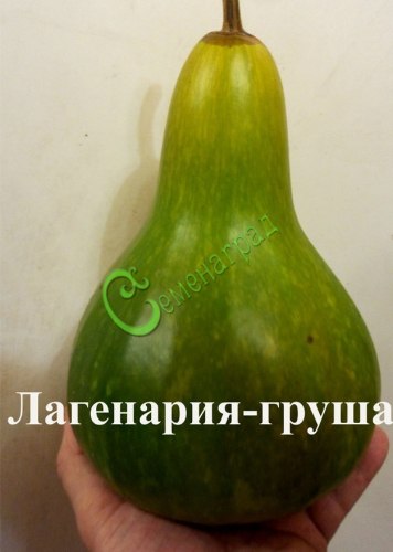 Семена Лагенария-груша - 4 семени Семенаград