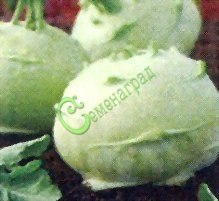 Семена капусты кольраби «Гулливер» - 10 семян Семенаград