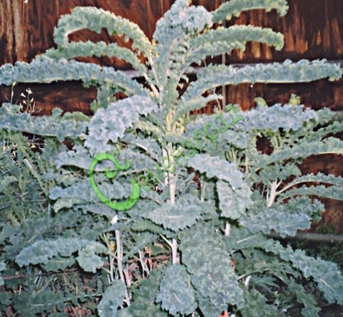 Семена почтой Капуста салатная листовая «Язык жаворонка» - 20 семян