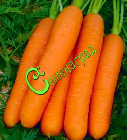 Семена моркови «Нанте» - 1 чайн. ложка Семенаград