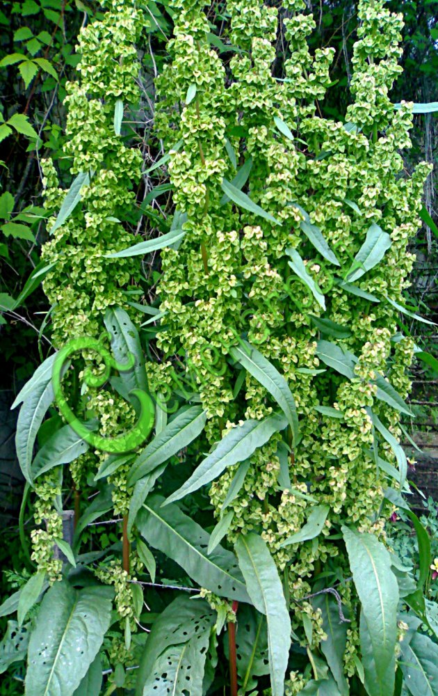Семена шпината «Утеуш» или шпинатный щавель