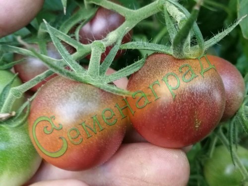 Семена томатов Черри шоколадный (20 семян) Семенаград