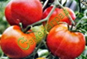 Семена томатов Арктический (20 семян) Семенаград