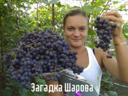 Семена Виноград «Загадка Шарова» - 10 семян Семенаград