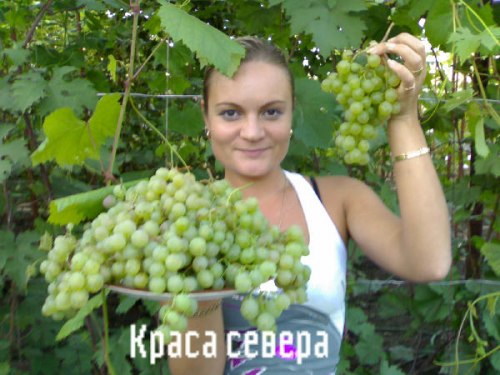 Семена Виноград «Загадка Шарова» - 10 семян