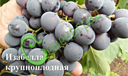 Семена Виноград «Изабелла крупноплодная» - 10 семян Семенаград