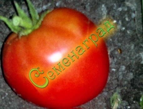 Семена томатов Бета Люкс (20 семян) Семенаград