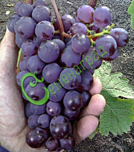 Семена Виноград «Новый русский» - 10 семян