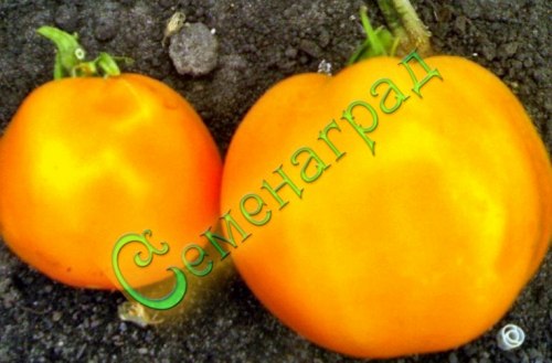 Семена томатов Бычье сердце оранжевый (20 семян) Семенаград