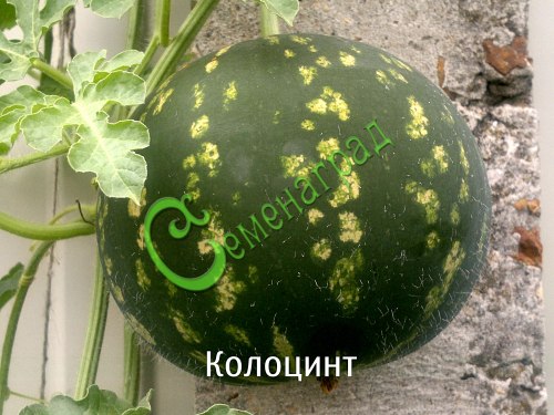 Семена Колоцинт - 10 семян Семенаград
