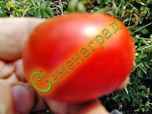 Семена томатов Вкусный (20 семян) Семенаград