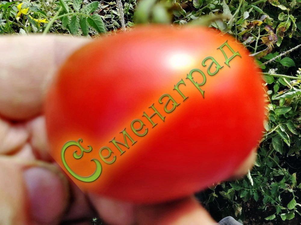 Семена томатов Вкусный