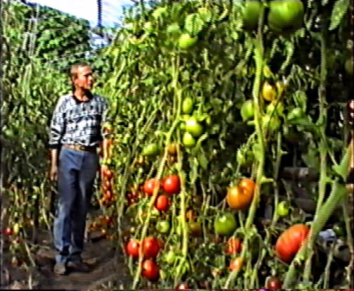 Авторский видеофильм 1995 года, 2 диска - 600 руб. выращивание томатов, перцев, баклажанов и многого другого Семенаград