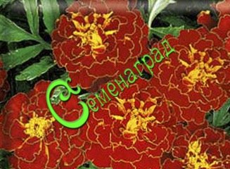 Семена Бархатцы отклонённые махровые ”Ред Черри” -30 семян