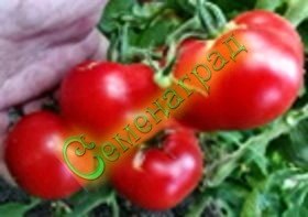 Семена томатов Июньские (20 семян)