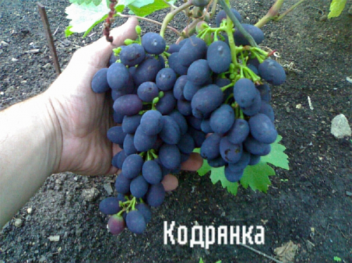 Семена Виноград "Кодрянка" - 10 семян