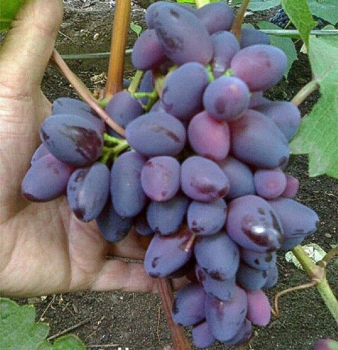 Семена Виноград "Красотка" - 10 семян