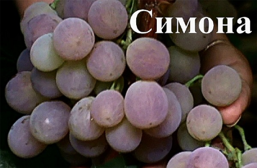Семена Виноград "Симона" - 10 семян Семенаград