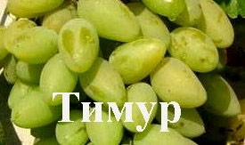 Семена Виноград "Тимур" - 10 семян Семенаград