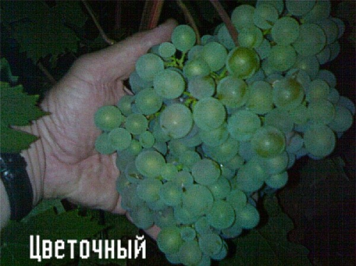 Семена Виноград "Цветочный" - 10 семян