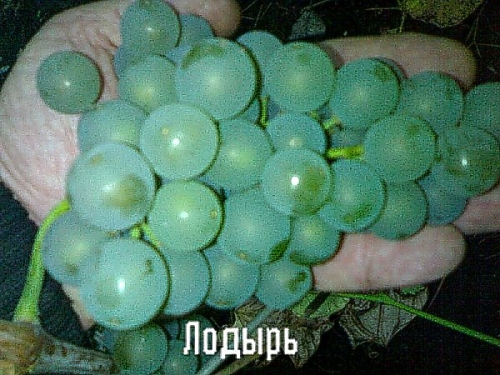 Семена Виноград "Лодырь" - 10 семян Семенаград