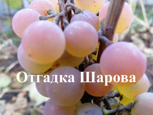 Семена Виноград "Отгадка Шарова" - 10 семян Семенаград
