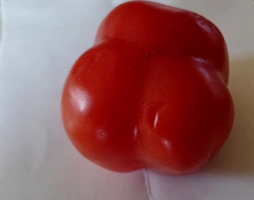 Семена томатов Ребристый красный - 20 семян