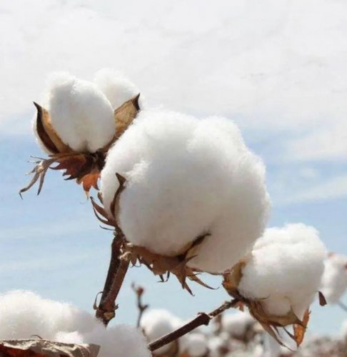 Комплект хлопковых наволочек "Бежевая полоска", 2 шт. / арт. 289-11